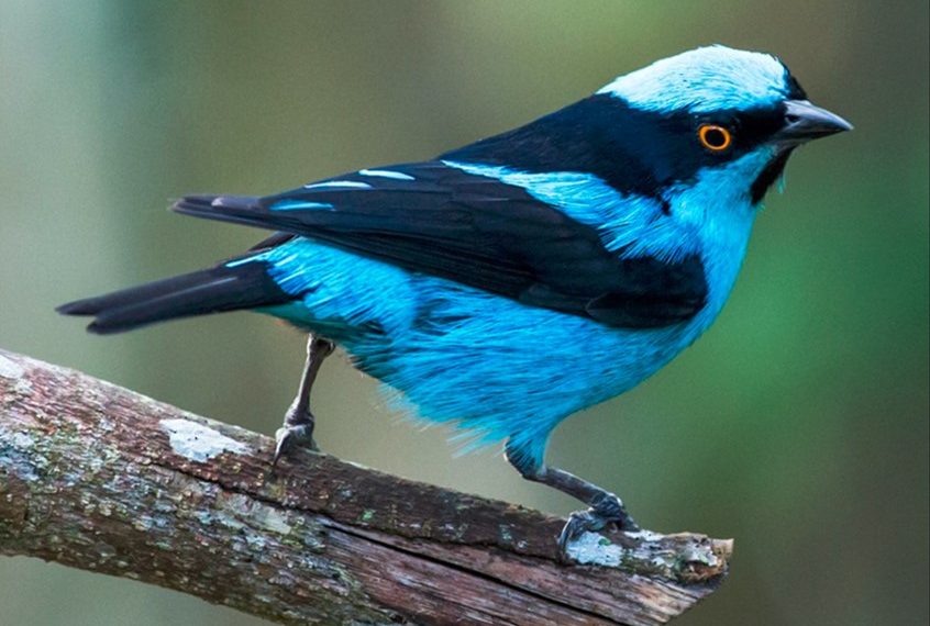 Aves Endémicas de Colombia que puedes observar en el Valle del Cauca